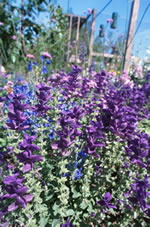 Lupine