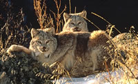 Lynx