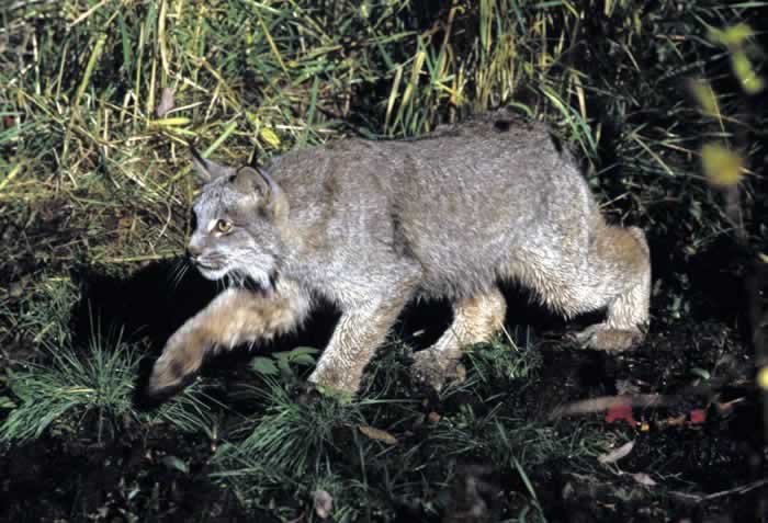 About 75% of the lynx's diet