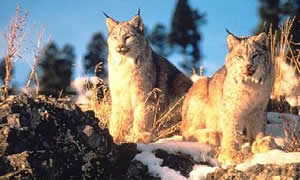 Lynx