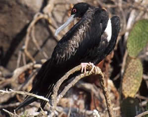 Magnificent Frigatebird