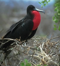 Magnificent Frigatebird