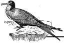 Magnificent Frigatebird
