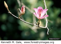 Magnolia