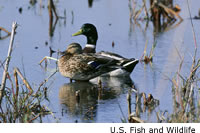 Mallard