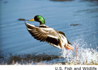 Mallard