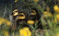 Mallard