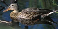 Mallard