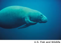 Manatee
