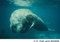 West Indian Manatee