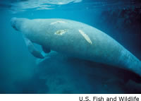 Manatee