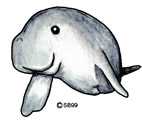 manatee