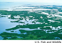 Mangrove