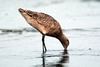 Marbled Godwit