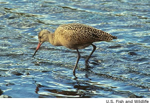 Marbled Godwit