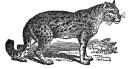 Margay