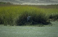 Marsh