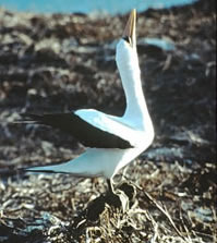 Masked Booby