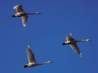 Migrating Cranes