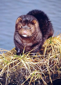 Mink