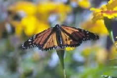 Monarch Butterfly