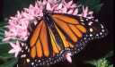 Monarch