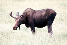 moose grazing