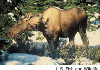 Moose
