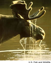 http://www.nhptv.org/natureworks/graphics/moose3sm.jpg