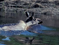 Moose swimming