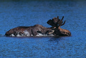 Moose