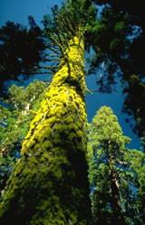 Moss on trees