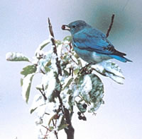 Mountain Bluebird