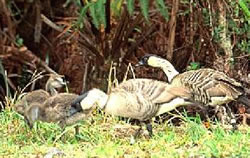 Nene Goose