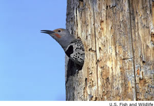 Northern Flicker