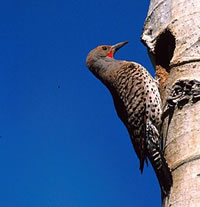 Northern Flicker