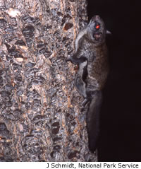 Northern Flying Squirrel