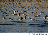 Northern Pintail pair