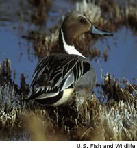 Northern Pintail pair
