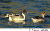 Northern Pintail pair