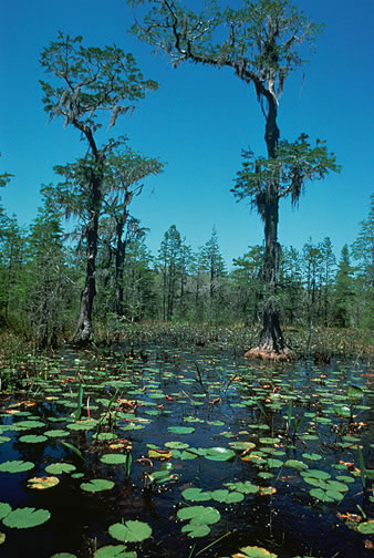 http://www.nhptv.org/natureworks/graphics/okefenokee.jpg