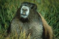 Olympic Marmot