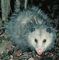 opossum11sm.jpg