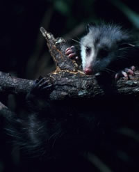 are possums nocturnal