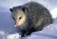 Opossum