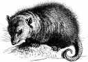 Opossum