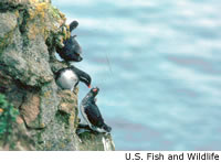 Parakeet Auklet