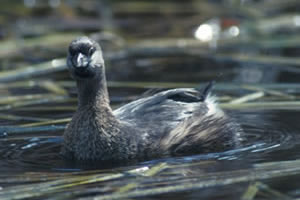 Pied-billed Grebe