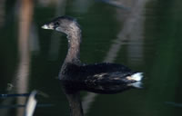 Pied-billed Grebe