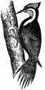 Pileated Woodpecker